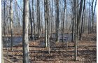 Property photo 2 - East Allen County - 55 Acre Land Auction